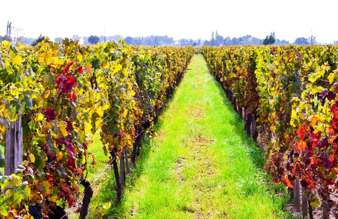 lalande-de-pomerol