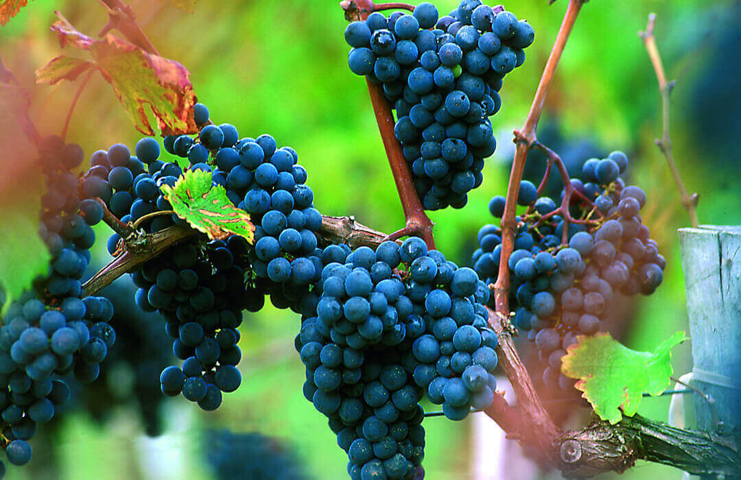 Listrac-medoc