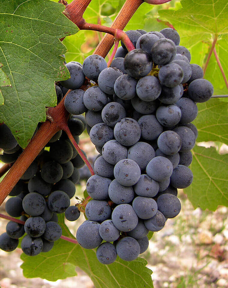 Cabernet Sauvignon