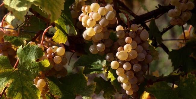 Semillon