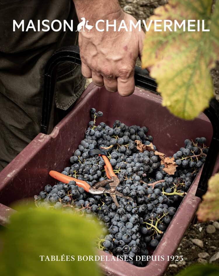 Vendanges Bordeaux