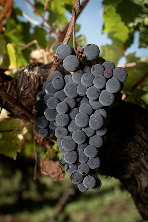 cépage Cabernet Sauvignon