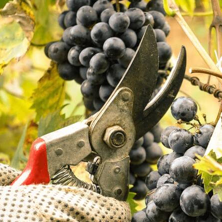 la petite histoire des vendanges manuelles ou mécaniques