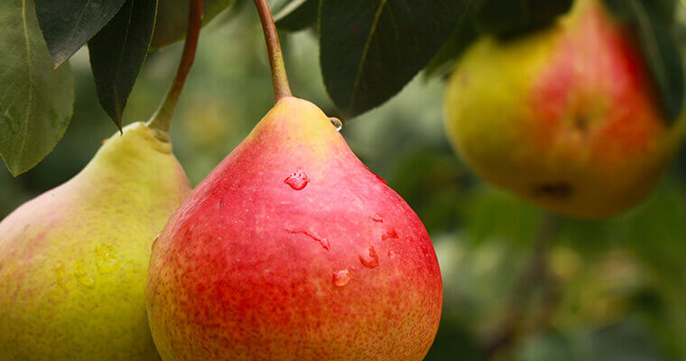 La poire, un fruit santé par excellence !