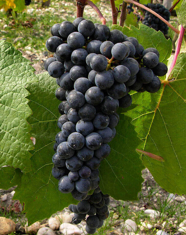 Cépage Petit Verdot