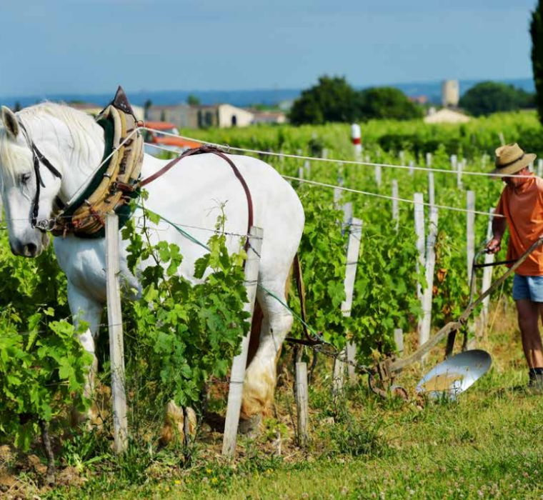 La petite histoire de la Foire aux vins