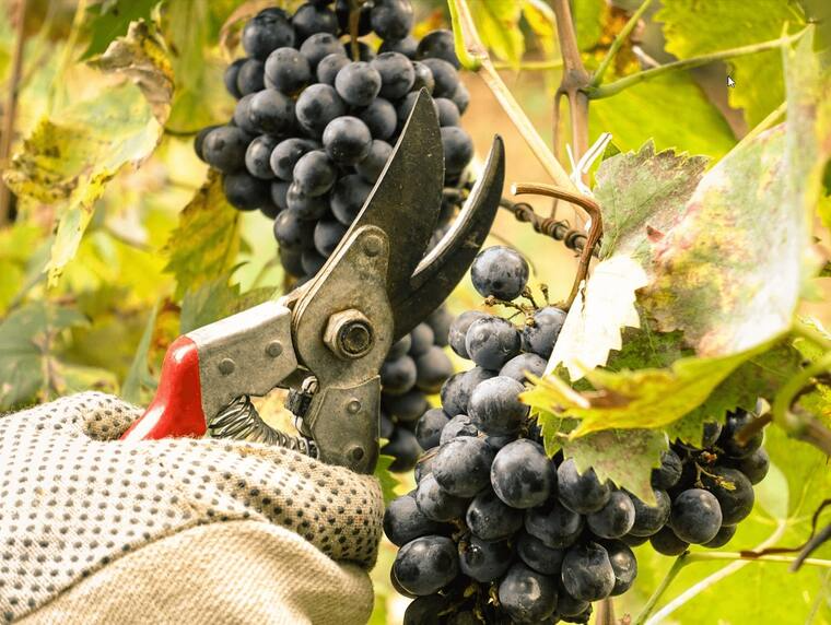 vendanges manuelles ou mécaniques